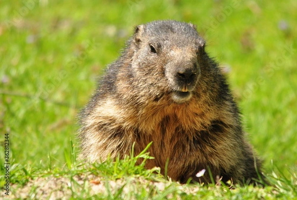 Obraz Prairie dog eating