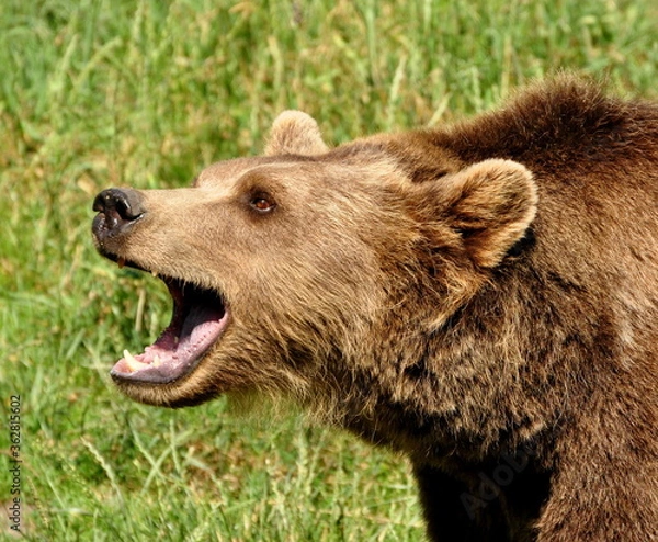 Obraz Brown bear portrait