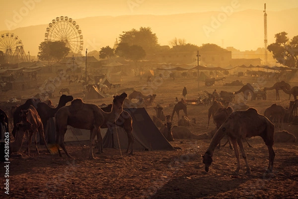 Fototapeta Camel herds at  Pushkar Mela (Pushkar Camel Fair)