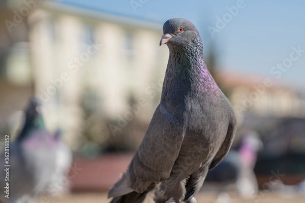 Fototapeta A pigeon with a blurred background