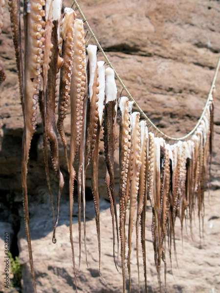 Fototapeta Tentacles