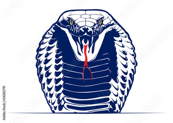 Obraz cobra snake