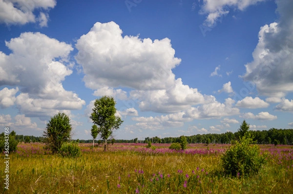 Obraz field and sky