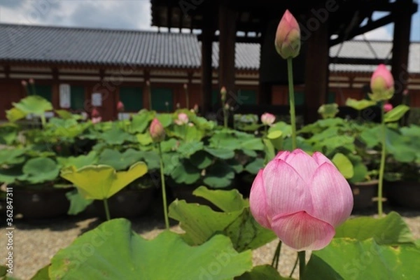 Fototapeta 梅雨の晴れ間の薬師寺