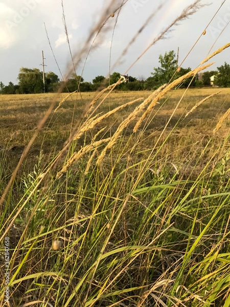 Obraz field of wheat