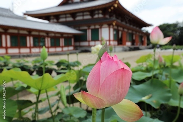 Fototapeta 梅雨の晴れ間の薬師寺