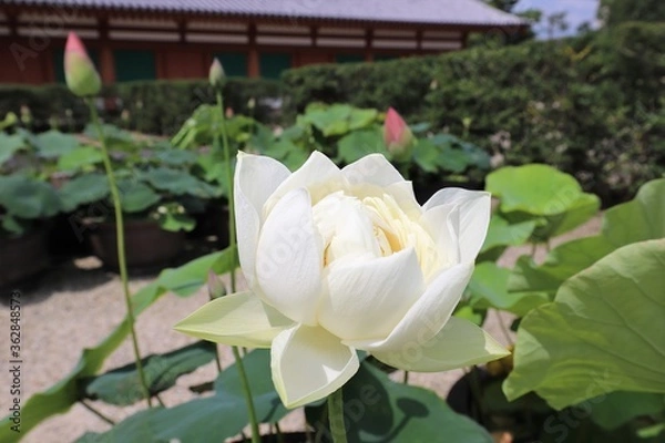 Fototapeta 梅雨の晴れ間の薬師寺