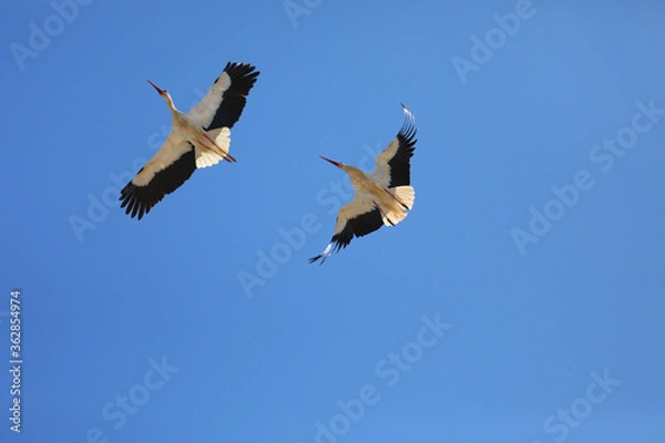 Obraz Portugal Faro Weißstorch