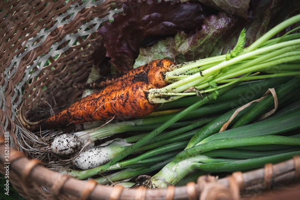 Fototapeta Early harvest basket. Fresh harvest from the garden. Freshly picked carrots, onions and greens lie in a wicker basket on a background of green grass
