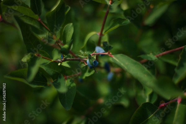 Fototapeta red bug on a green leaf