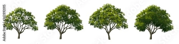 Fototapeta Set of tree side view for landscape and architecture elements

