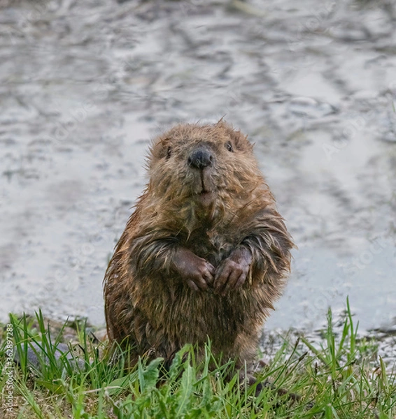 Obraz Baby Beaver Kit - A curious baby beaver emerges from the water, sits on its haunches and looks at the world around it. Coulter Bay, Grand Teton National Park, Wyoming.