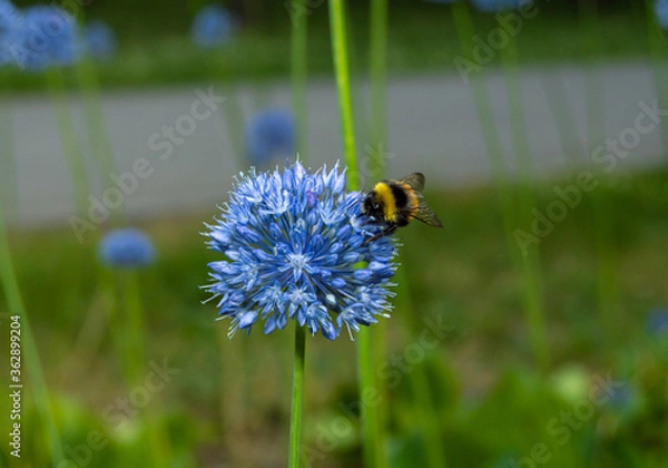 Obraz Pollination of blue onions by a bee in the Park