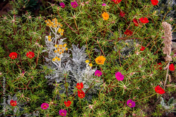 Obraz Портулак