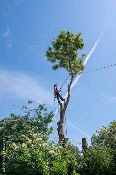 Fototapeta A Tree Surgeon or Arborist standing on tall tree stumps ready to cut the crown of the tree.