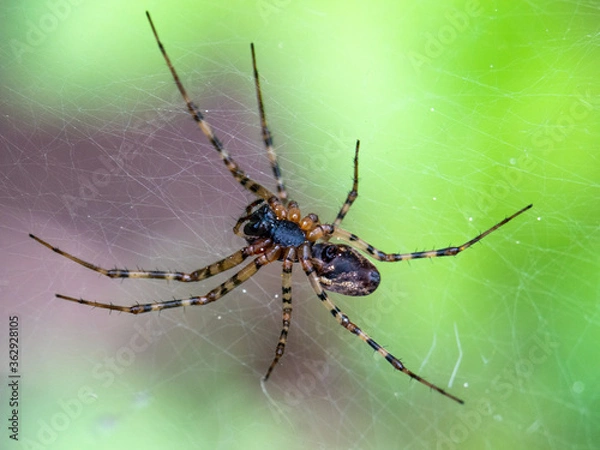 Obraz A spider on a web. Bottom view.