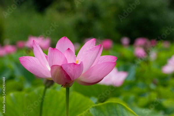Fototapeta 蓮の花　埼玉県行田市　日本