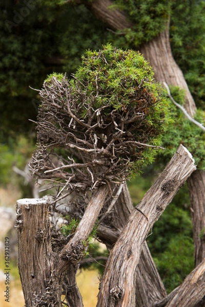 Obraz trunk of an old wild tree.