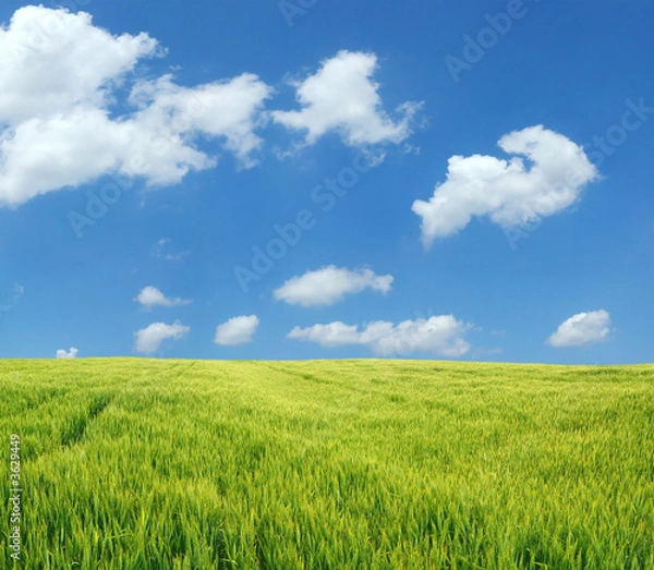 Obraz Piękne pole pszenicy