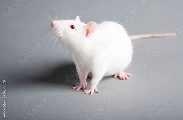 Obraz white rat