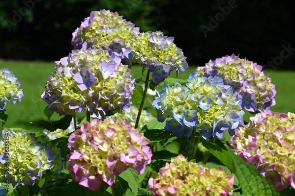 Obraz Multicolored hydrangea in park