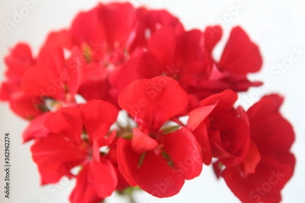 Fototapeta Герань