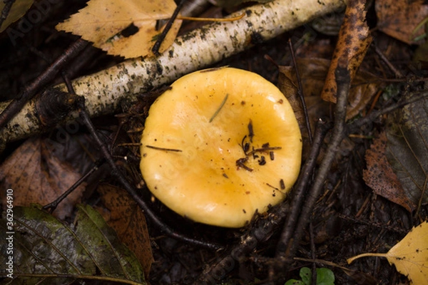 Obraz Сыроежка, Russule.