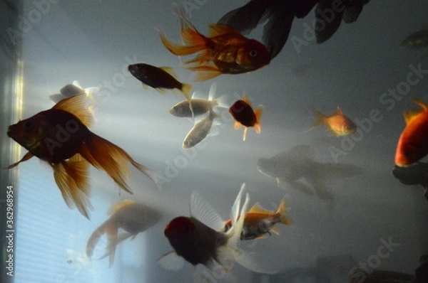 Obraz swimming fish with rays of light