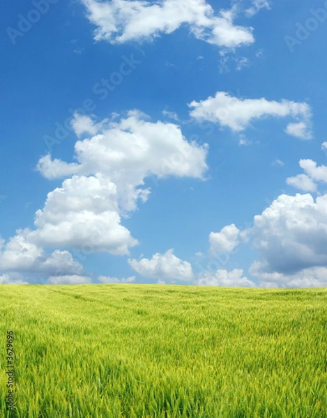 Fototapeta Beautiful wheat field