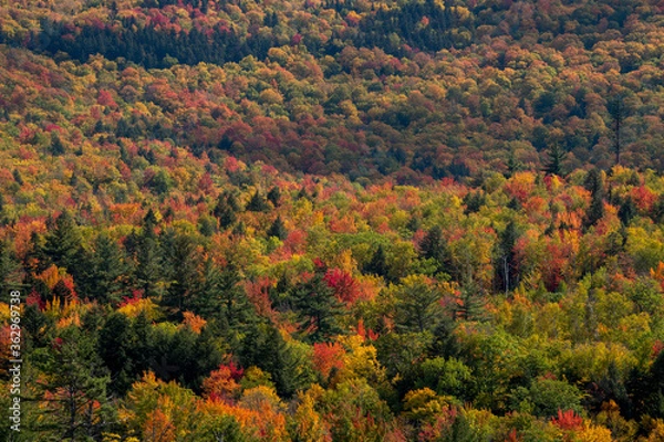 Fototapeta A blanket of color over the White Mountain National Forest.
