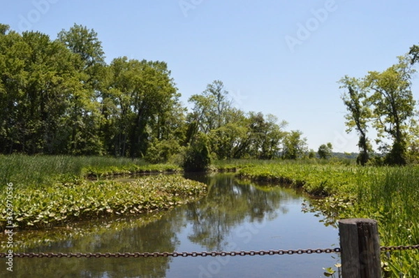 Obraz landscape with a lake