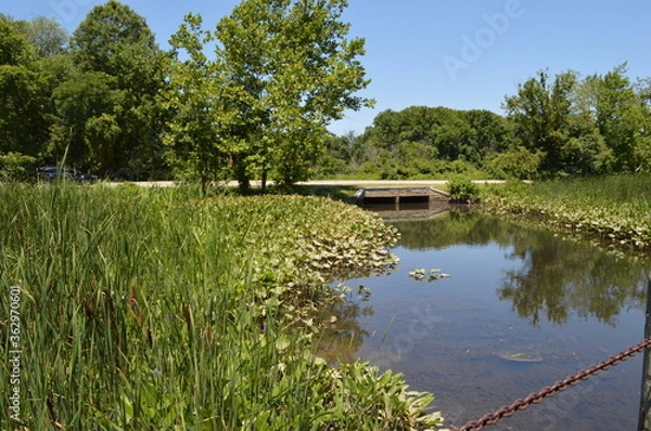 Obraz pond in the park