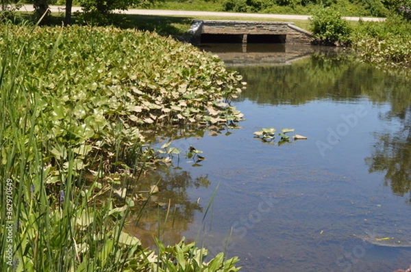 Obraz pond with flowers