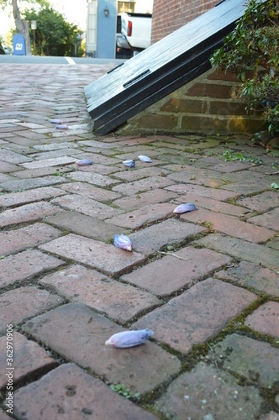 Obraz flowers on the brick path