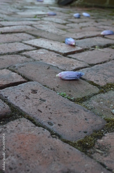 Obraz flowers on the brick path