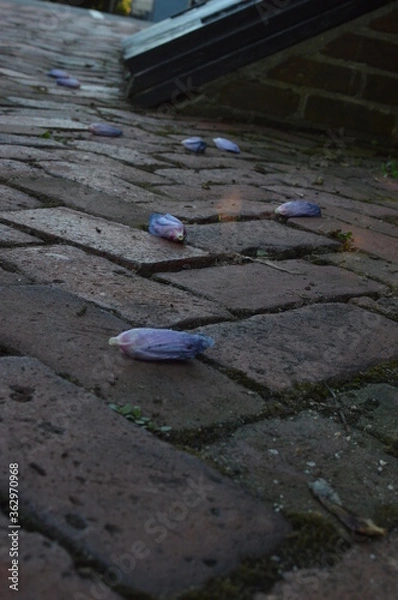 Obraz flowers on the brick path