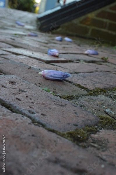Obraz flowers on the brick path