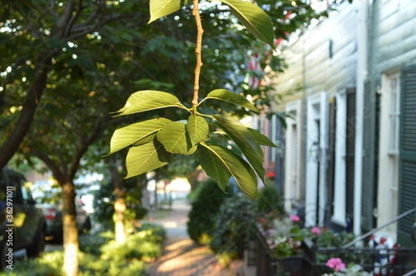 Obraz tree in the old city