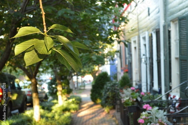 Obraz tree in the old city