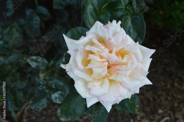 Obraz yellow rose flower