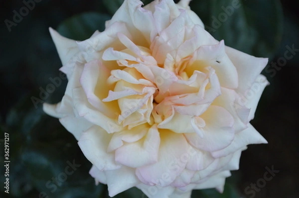 Obraz white rose flower