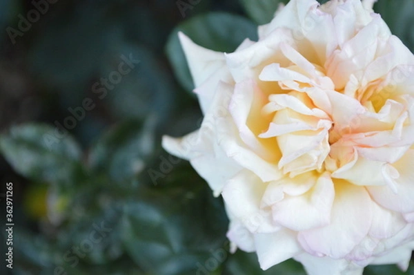 Obraz yellow rose flower