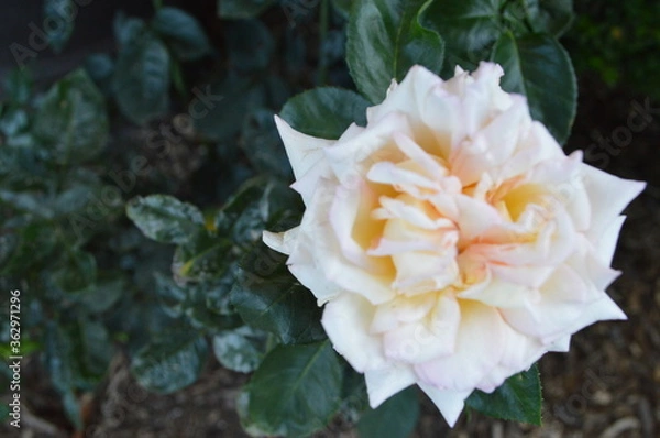 Obraz yellow rose flower