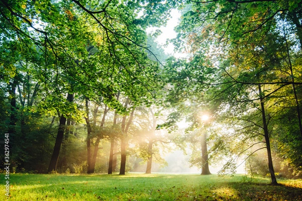 Obraz Early Morning Sunlight in idyllic and peaceful park meadow with sunbeams shining bright trough trees
