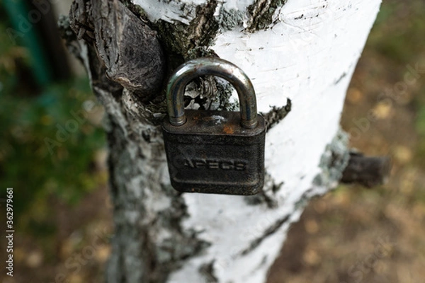 Obraz castle on the background of birch
