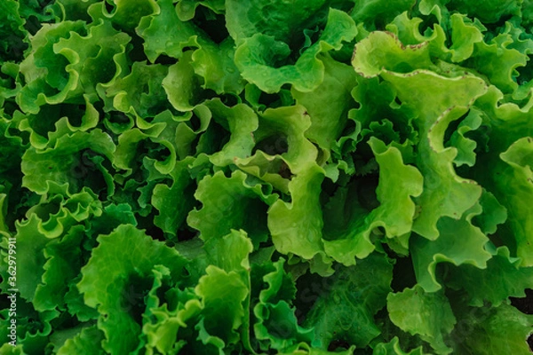 Fototapeta lettuce leaf texture on a green background