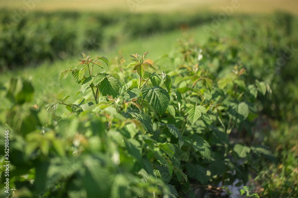 Obraz Row of blackcurrant bushes on a summer farm in sunny day. Location place of Ukraine, Europe. Photo of creativity concept. Scenic image of agrarian land in springtime. Discover the beauty of earth.