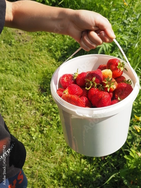 Fototapeta a child holds a bucket of strawberries. fresh crop.