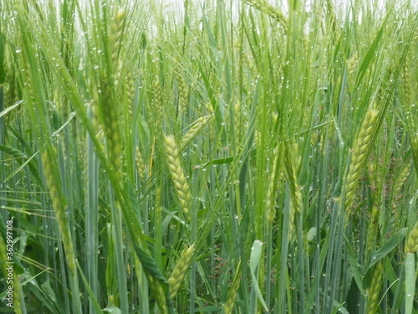 Fototapeta green ears of rye are wet from the rain. farm field.