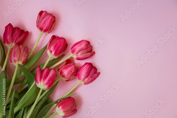 Fototapeta Red tulips on a pink background. Idea, concept, top view.